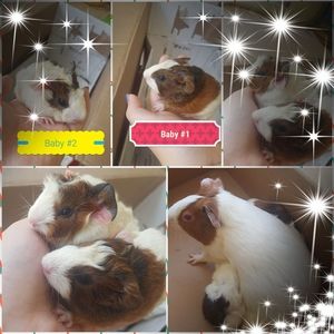 Meet your Posher, Lylla